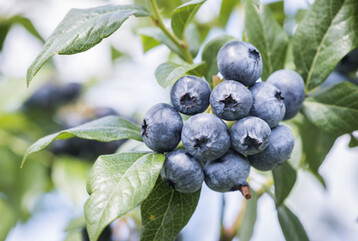 Heidelbeeren werden immer beliebter. Der Pro-Kopf-Verbrauch stieg im vergangenen Jahr auf rund ein Kilo. 