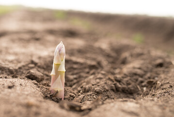 Jetzt ist Spargelsaison