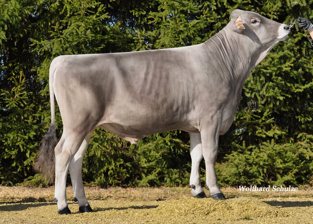 Calvino wurde von Bernhard Stadelmann in Argenb�hl gez�chtet und ist einer der komplettesten S�hne von Canyon.