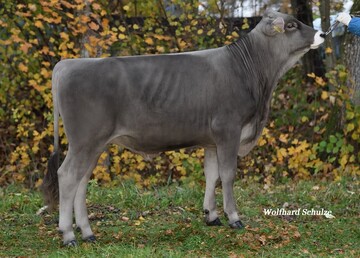 Calvino ist einer der höchsten und ersten Canyon-Söhne. Der bulle wurde von Bernhard Stadelmann in Argenbühl gezüchtet.