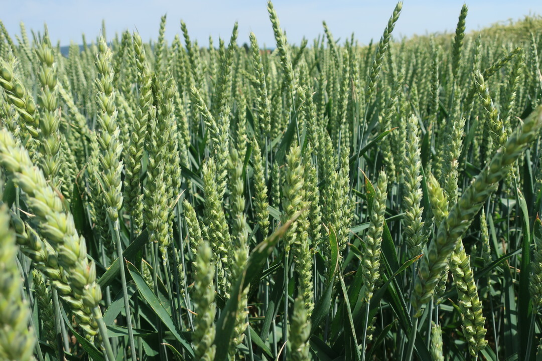 Hoffnungsträger B-Winterweizen Campesino