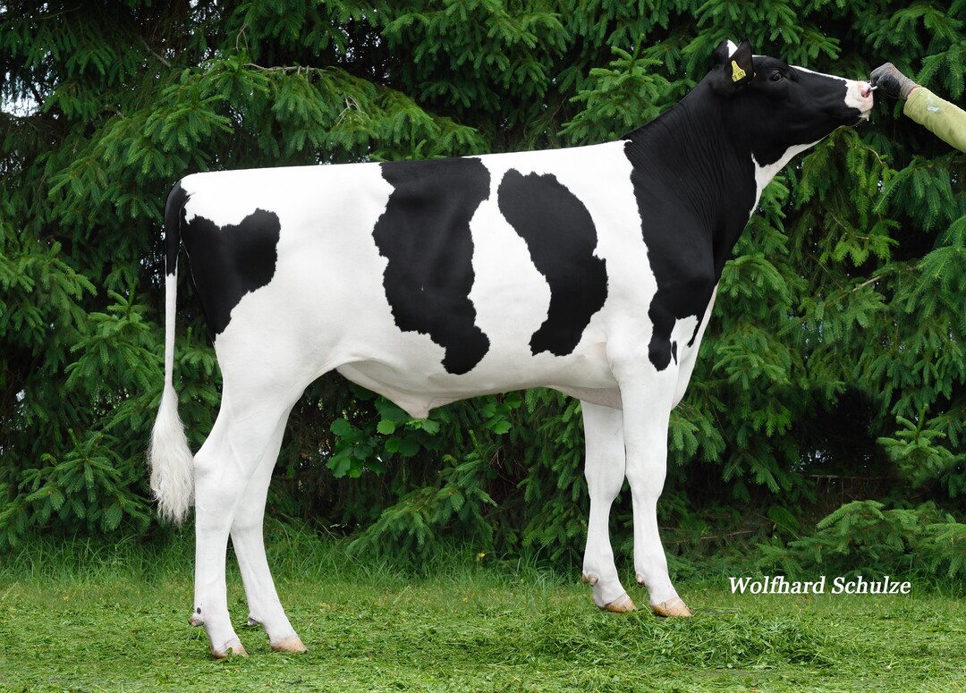   Camus, der Crown-Sohn aus Semino, ist die aktuelle Nummer zwei der Holsteinzucht. Der Bulle wurde von Uwe Bauer in Buggensegel gez�chtet.