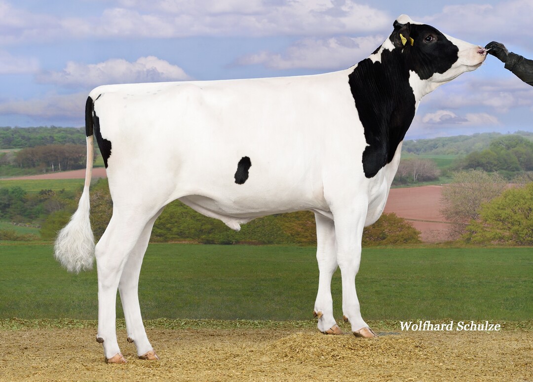   Der Bulle Canitz ist einer der interessantesten Neueinsteiger und wurde von der Erthle GbR in Ulm- Eggingen gez�chtet.