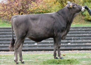 Canyon ist als Cadura Sohn aktuell der international gefragteste Bulle, da er neben sehr hohen Einzelwerten und hohem Exterieur über den höchstens ÖZW der Rasse verfügt