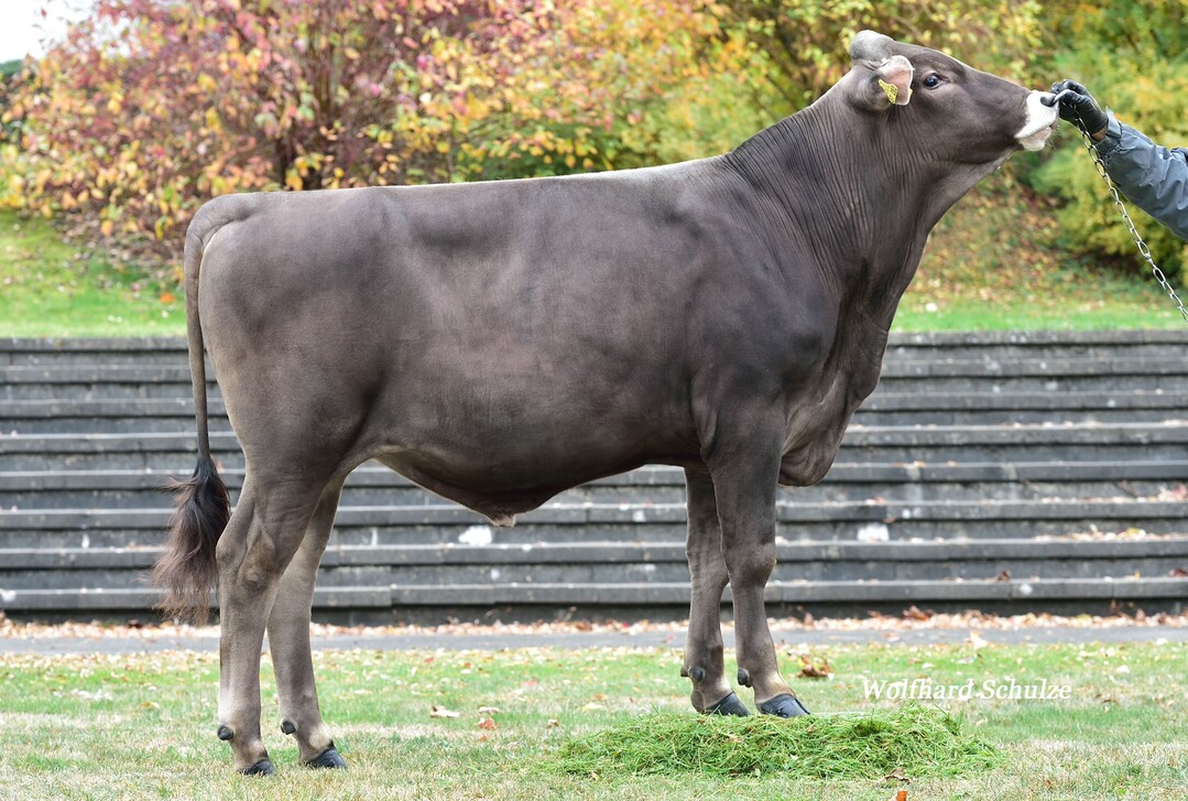 Der Cadura-Sohn Canyon ist international einer der gefragtesten Bullenväter der Rasse Brauvieh. Er geht auf die von Huvi abstammende Kuh Liese aus der Zucht von Andreas Hörmann in Kirchdorf zurück.
