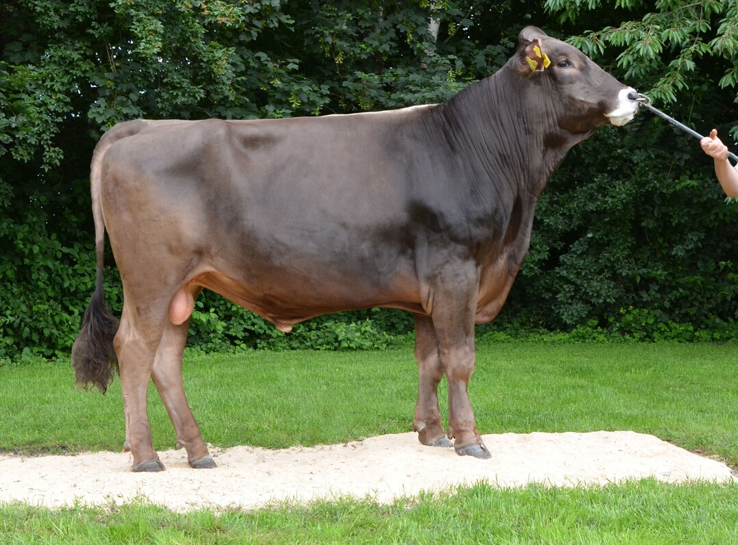   Caracala ist ein interessanter Casanova-Sohn, der viel Typ verspricht.