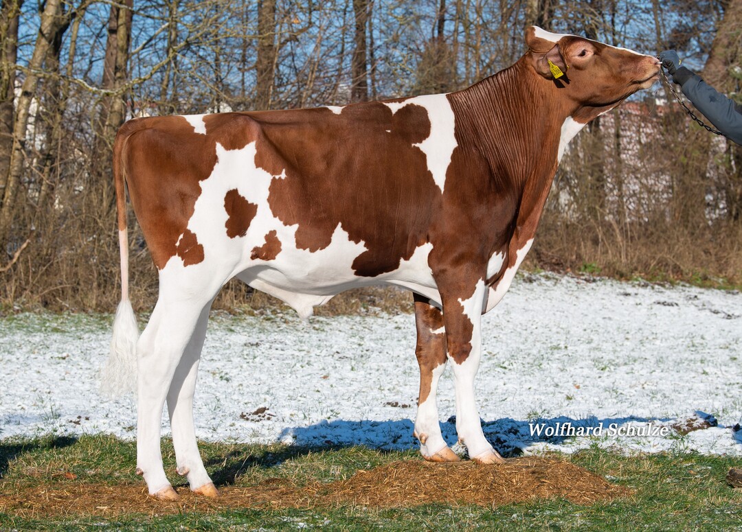 Carus P bringt als Crespo-Sohn alternatives hornloses Blut für die Rotbuntzucht.