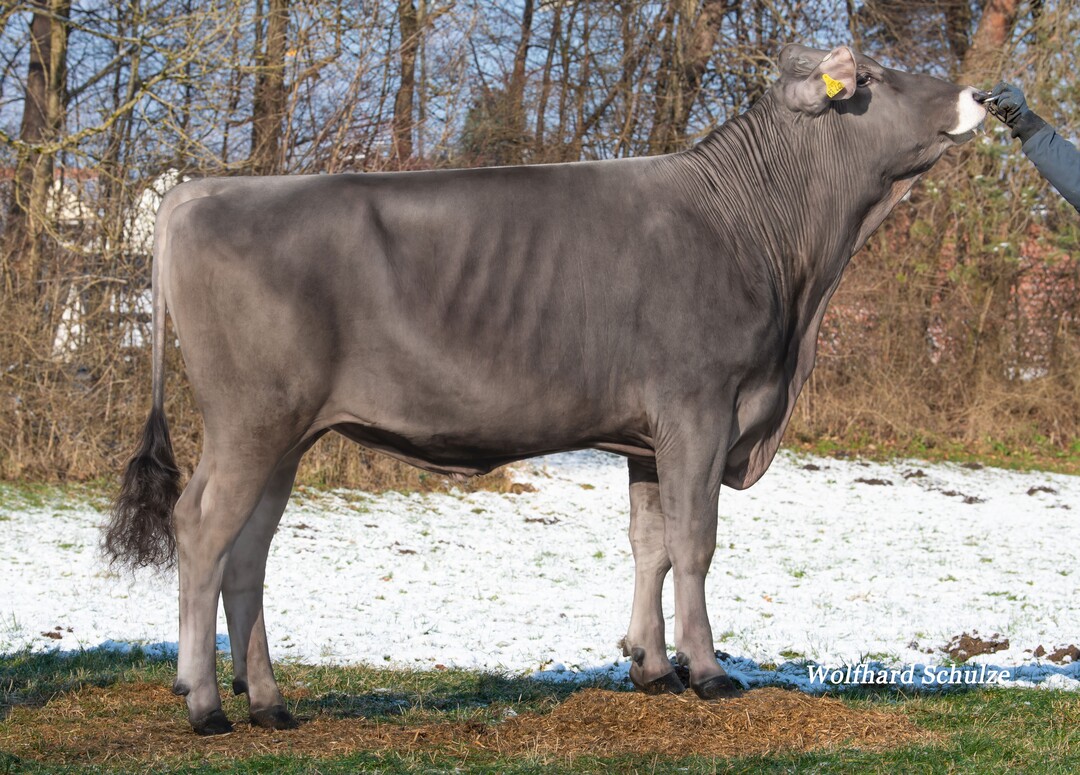 Cassidy ist ein interessanter Cavallo-Sohn, der von Franz-Josef Maier in Kirchberg gez�chtet worden ist.