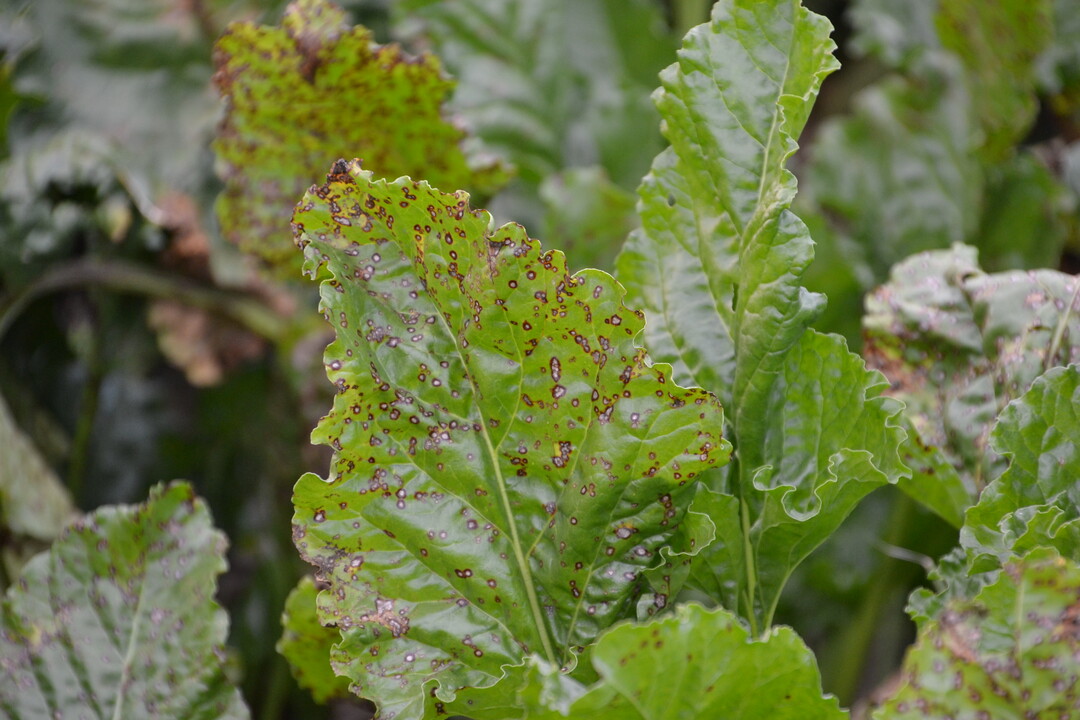 Zuckerr�benbl�tter mit Cerospora-Befall.