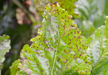 Cercospora-Blattflecken an Zuckerrüben