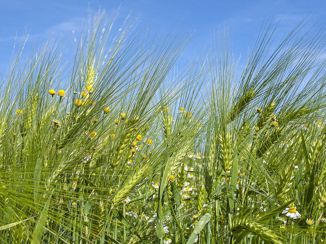 Ob Kamille, Ackerfuchsschwanz oder Distel: Unkraut vermindert den Ertrag und erschwert die Ernte
