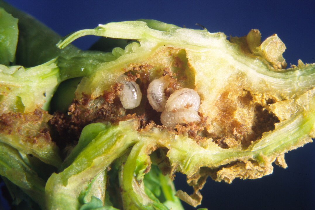 Schäden durch Larven des Schwarzen Kohltriebrüssler (Ceutorhynchus picitarsis Gyll.) im Rapsstängel.