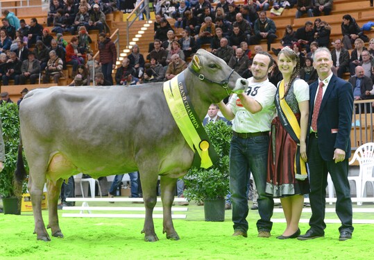 Bei den Braunviehk�hen war der Erstkalbskuh Alpengirl aus der Zucht von Markus und Kerstin Mock in Markdorf der Grand Champion-Titel sicher.