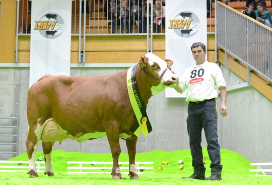 Bei den Fleckviehk�hen sicherte sich die siebenj�hrige Limette (K�he mit vier bis f�nf Kalbungen) den Grand Chamion-Titel. Die vitale Kuh stammt aus der Zucht von Sabine und Norbert Bertel in Hasenweiler.