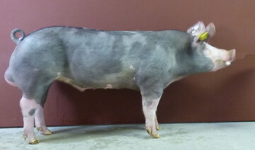 Hohe Zunahmen: Der Pietraineber Charas stammt aus der Zucht von Karl-Heinz M�ller in Jagsthausen. 