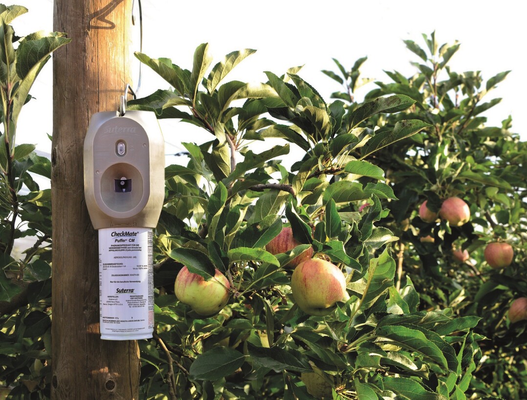 Mit dem CheckMate-Puffer lässt sich der Apfelwickler zeitsparend und umweltschonend eindämmen. Neben der Verwirrtechnik mit den Dispensern, wie hier im Bild zu sehen, kann der Apfelwickler auch mit Granuloseviren biologisch bekämpft werden. Eingesetzt werden dabei Madex MAX oder Madex TOP.