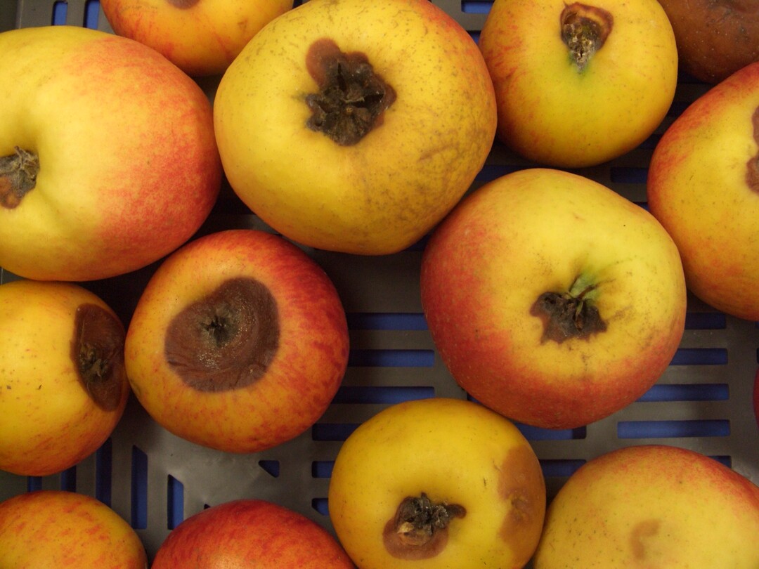 Kelch- und Kernhausf�ulen werden durch verschiedene Erreger wie Alternaria, Fusarium, Neonectria oder Botrytis verursacht.