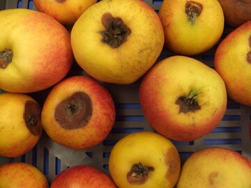 Kelch- und Kernhausf�ulen werden durch verschiedene Erreger wie Alternaria, Fusarium, Neonectria oder Botrytis verursacht.