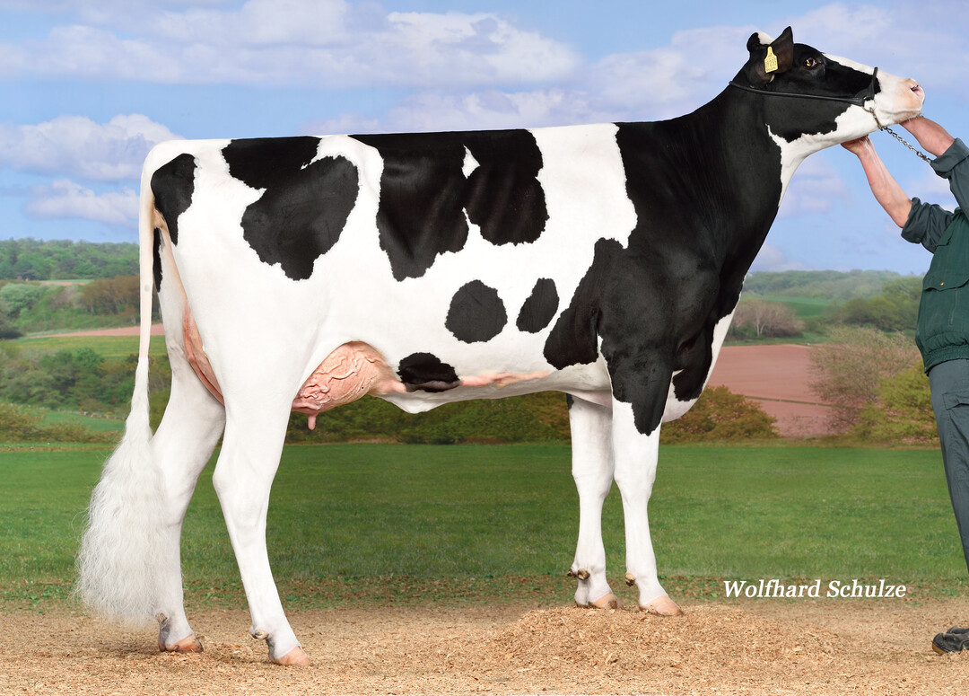 Die Kerrigan-Tochter City stammt m�tterlicherseits von Canetti ab.