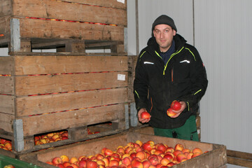 Auf der Suche nach Ersatz f�r seine Jonagold ist Tobias Marquart aus Ittendorf vor drei Jahren in den Anbau von Evelina eingestiegen.