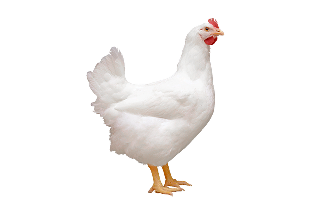 Ab sofort können Voranträge für Forschungsvorhaben bei der Cobb Research Initiative eingereicht werden.