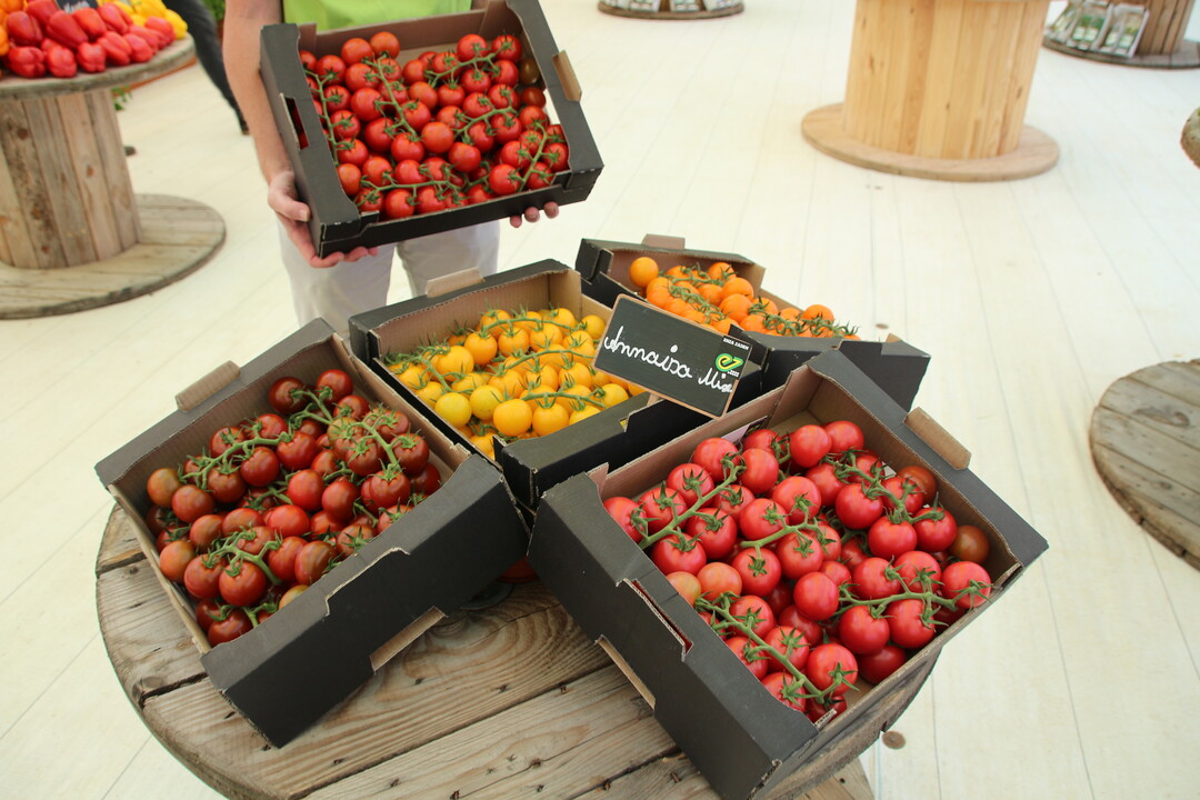 Sortentyp Annaisa Mix von Enza Zaden zieht bei gleichbleibendem Pflanzentyp mit fünf Farben in das Cocktailtomaten-Sortiment ein.
