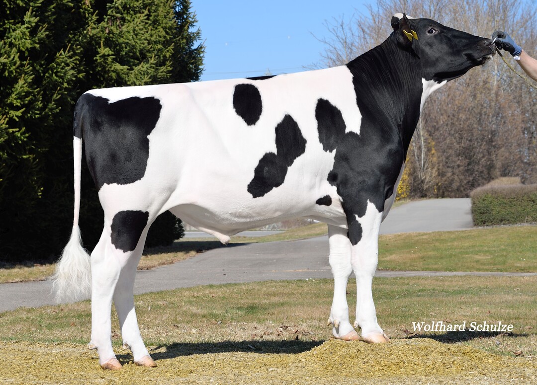 Cohen RDC ist als Rotfaktor-Tr�ger sowohl f�r die Schwarzbuntzucht als auch f�r die Rotbuntzucht eine interessante Alternative und wurde von J�rgen Fleig in Villingen-Schwenningen gez�chtet.