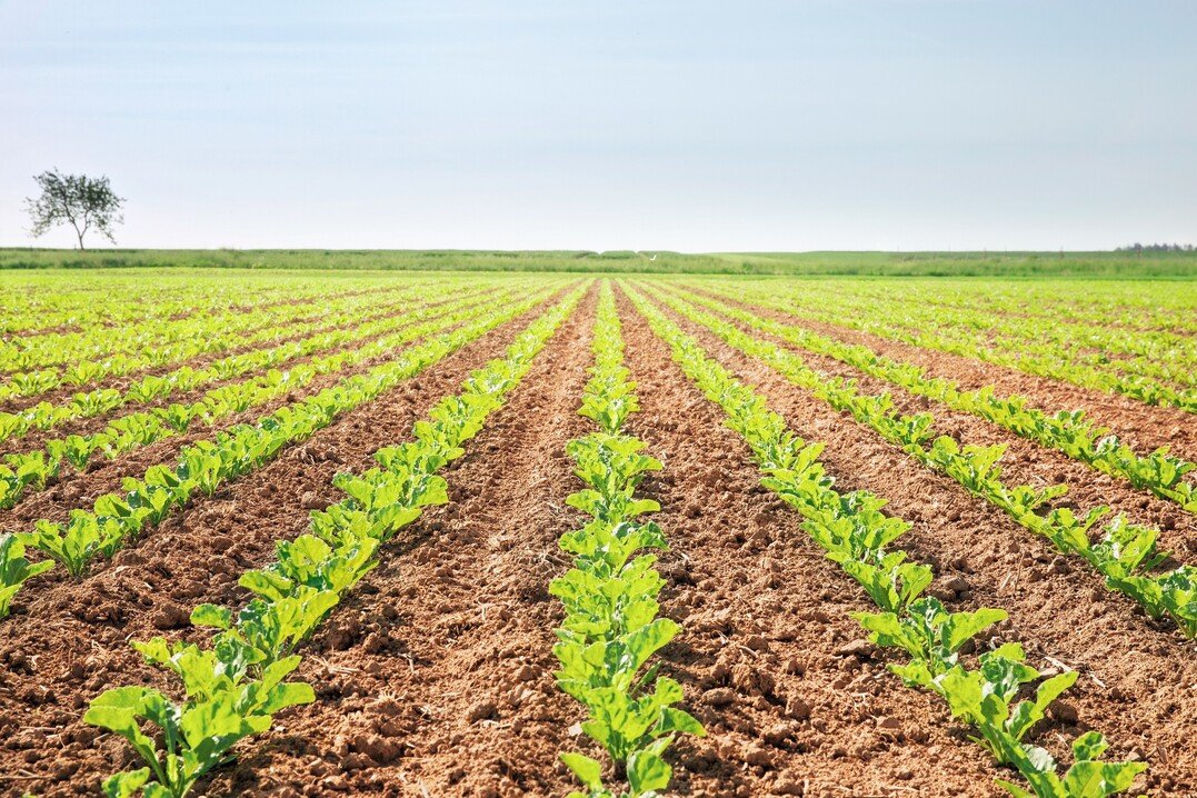 Das Anbausystem beruht auf einem neuen Herbizid und gegen�ber dem Herbizid toleranten Zuckerr�bensorten.