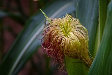 Der Pollen muss in bester Verfassung auf den Kolben gelangen, damit die Befruchtung glückt. Kurze Hitzephasen während der Pollenentwicklung können jedoch Sterilität und damit Kornverluste bedeuten.
