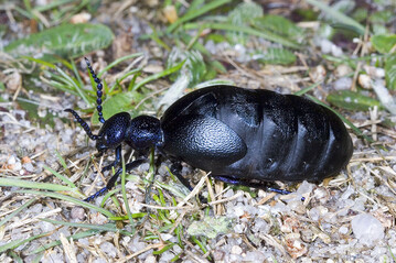 Das Insekt des Jahres 2020: der Schwarzblaue �lk�fer