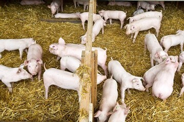 Wolfram Maginot/Friedrich-Loeffler-Institut