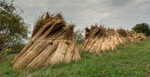 Schilf beim Trocknen. Die Ernte erfolgt im Winter.