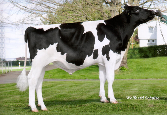 Der Bulle Cuper vererbt positive Inhaltsstoffe.