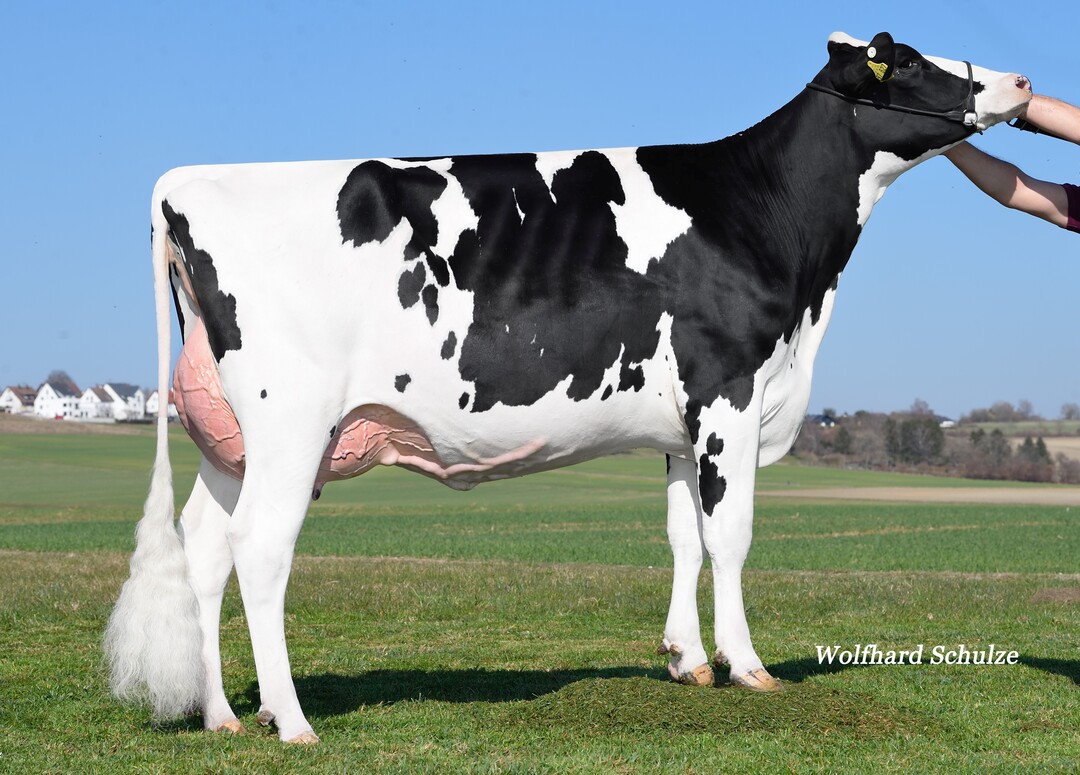 Die Adrian PP-Tochter Mia stammt aus dem Betrieb der Erthle GbR in Ulm-Eggingen.