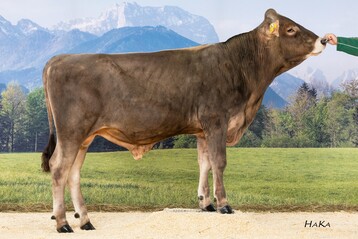 Dacapo ist die aktuelle Nummer eins der Brown Swiss-Zucht und im Gemeinschaftsbesitz von Genostar, der Besamungsstation Greifenberg und der RBW.