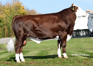 Daydream ist ein neuer Dream-Sohn, der ausgefallenes Blut mit viel Milch und korrektem Exterieur kombiniert.