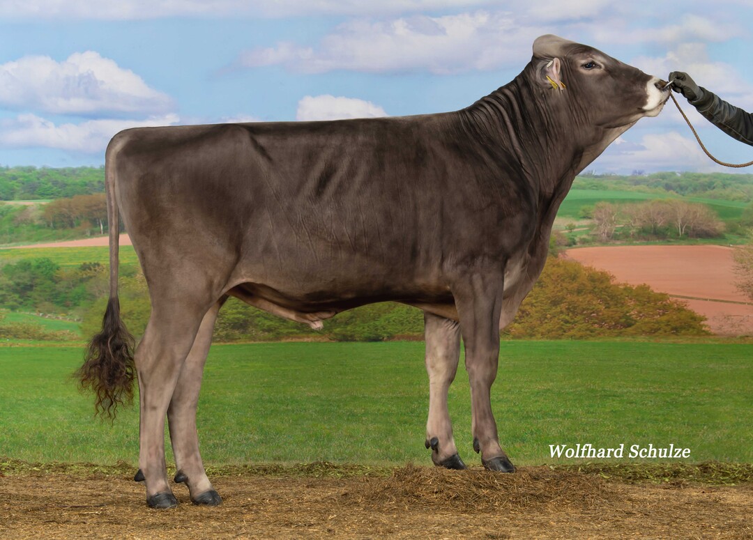 Despot PP ist als Design-Sohn einer der höchsten reinerbig hornlosen Bullen der Rasse Brown Swiss.