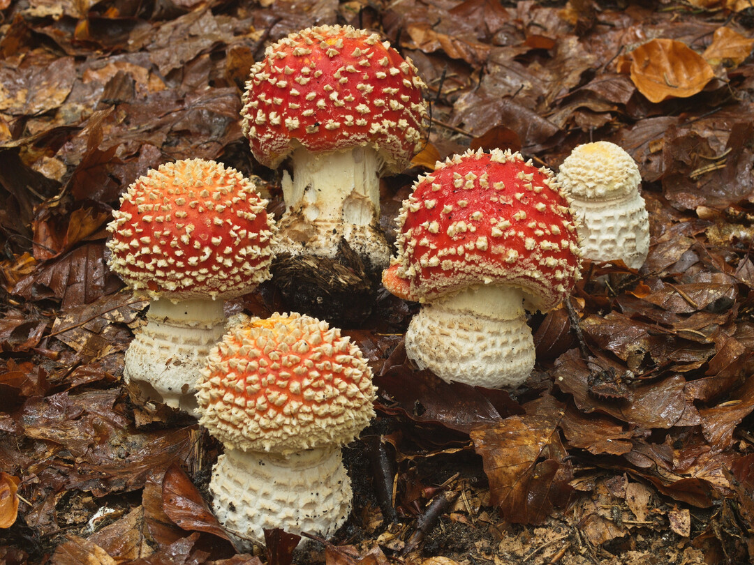 Fliegenpilze im Buchenlaub