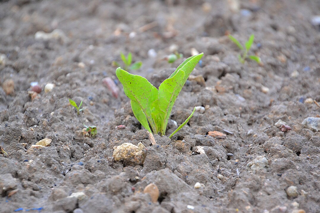 Schmackhaft für Schnecken: Junge Rübenpflanzen.