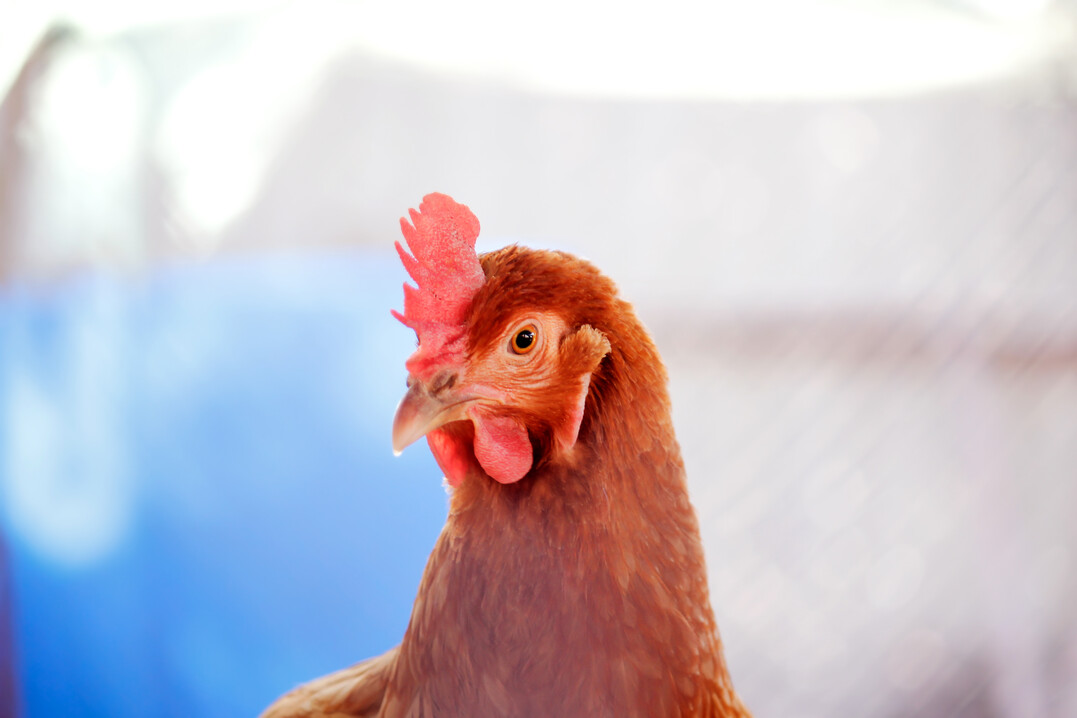 Die Gesamtzahl der eingestallten Legehennen in den USA hat im zur�ckliegenden Jahrzehnt 
um 70 Mio. Tiere zugenommen. Wenngleich es kein kontinuierlicher Anstieg war.