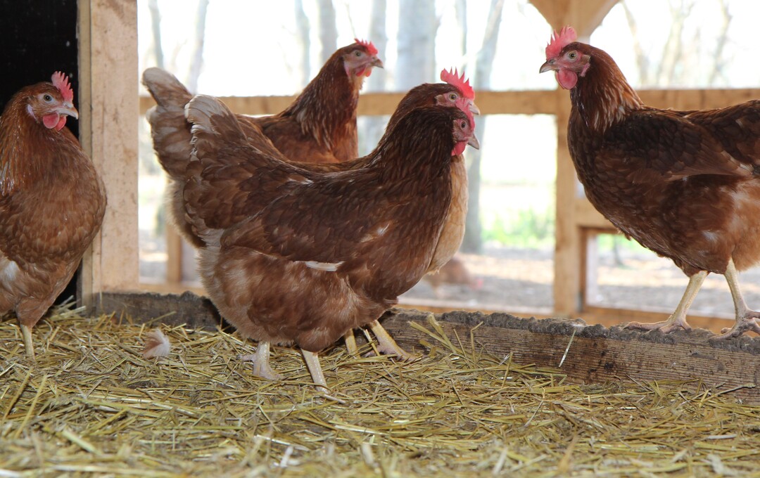 Das Risiko der Vogelgrippe Übertragung ist in Thüringen besonders hoch. Das liegt an der
Vielzahl an Kleinhaltungen – eine Besonderheit des Bundeslandes.