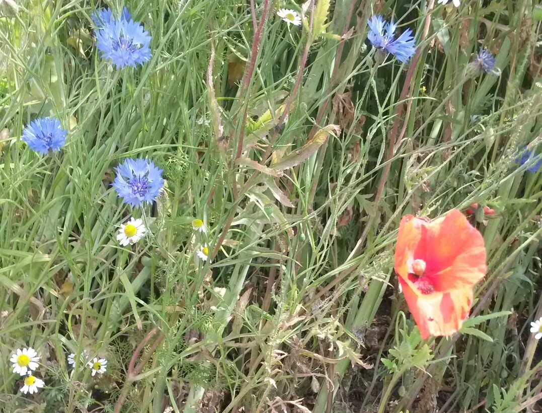 Kornblume, Kamille und Mohn