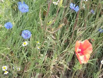 Kornblume, Kamille und Mohn
