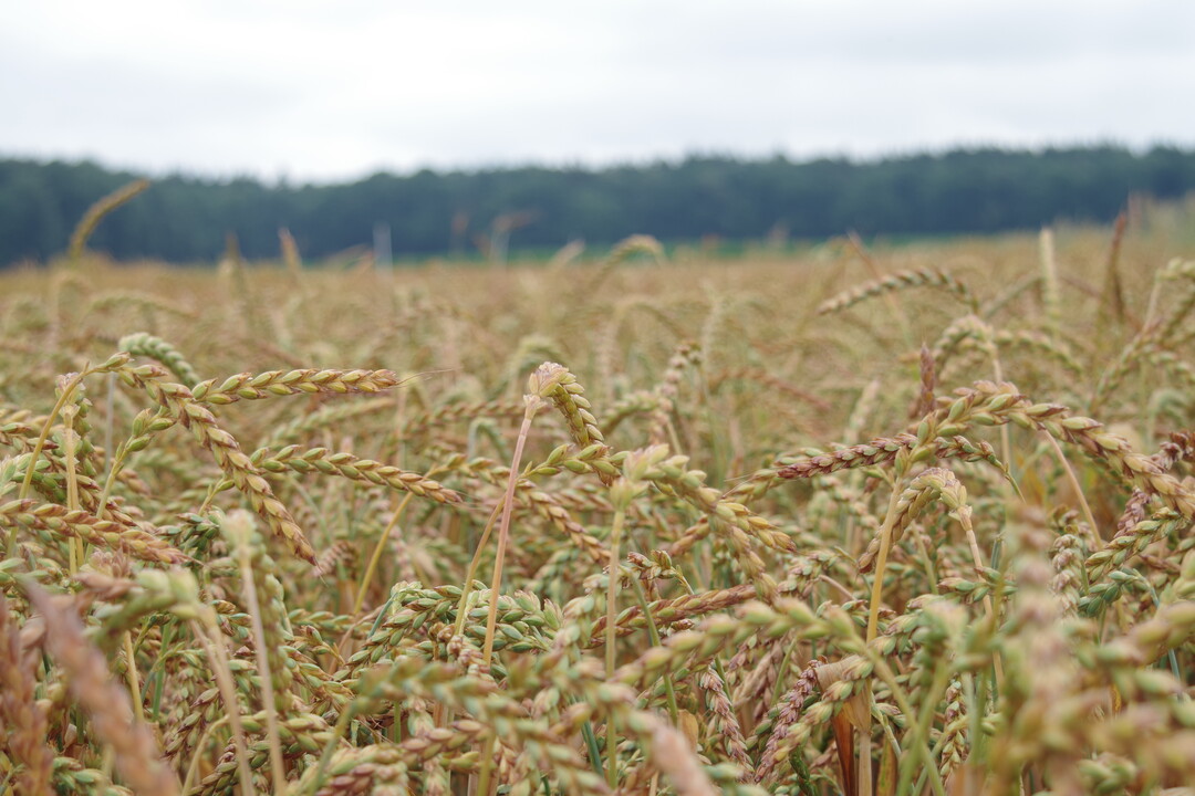 Dinkel auf einem Feld in der N�he von Nellingen auf der Schw�bischen Alb.