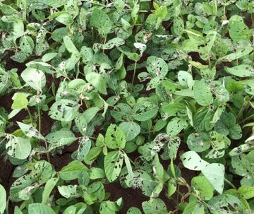 Soja-Bestand der von Raupen des Distelfalters befallen wurde.