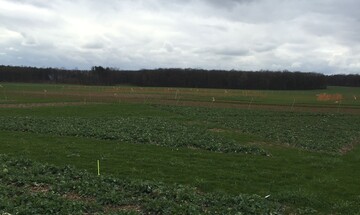 DLG-Feldtage 2016: Die Versuchsfeldkonturen zeichnen sich bereits deutlich ab.