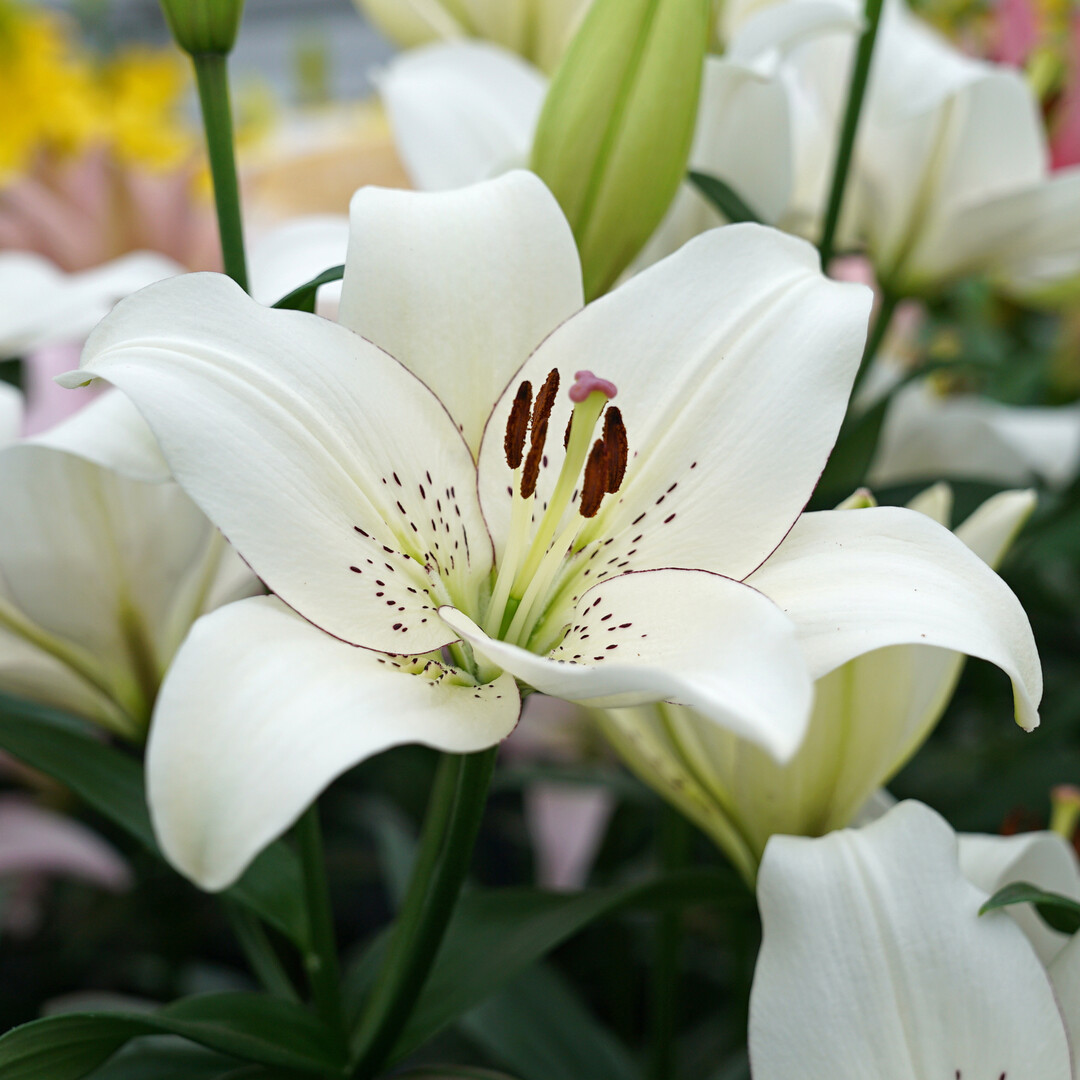 Lilien sind pr�chtige Gartenblumen.