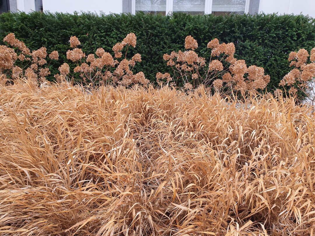 Höchste Zeit für den Schnitt wird es für das Japanwaldgras (Hakonechloa macra) in diesem Vorgarten. Eine Handbreit über dem Boden.