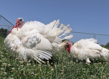 B.U.T.-6 Pute im Grünauslauf