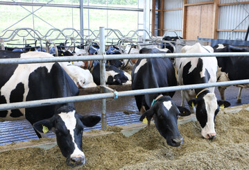 Weniger neue St�lle: DBV und IGM betrachten die zur�ckhaltende Investitionsbereitschaft der Milchviehhalter als ein alarmierendes Signal.